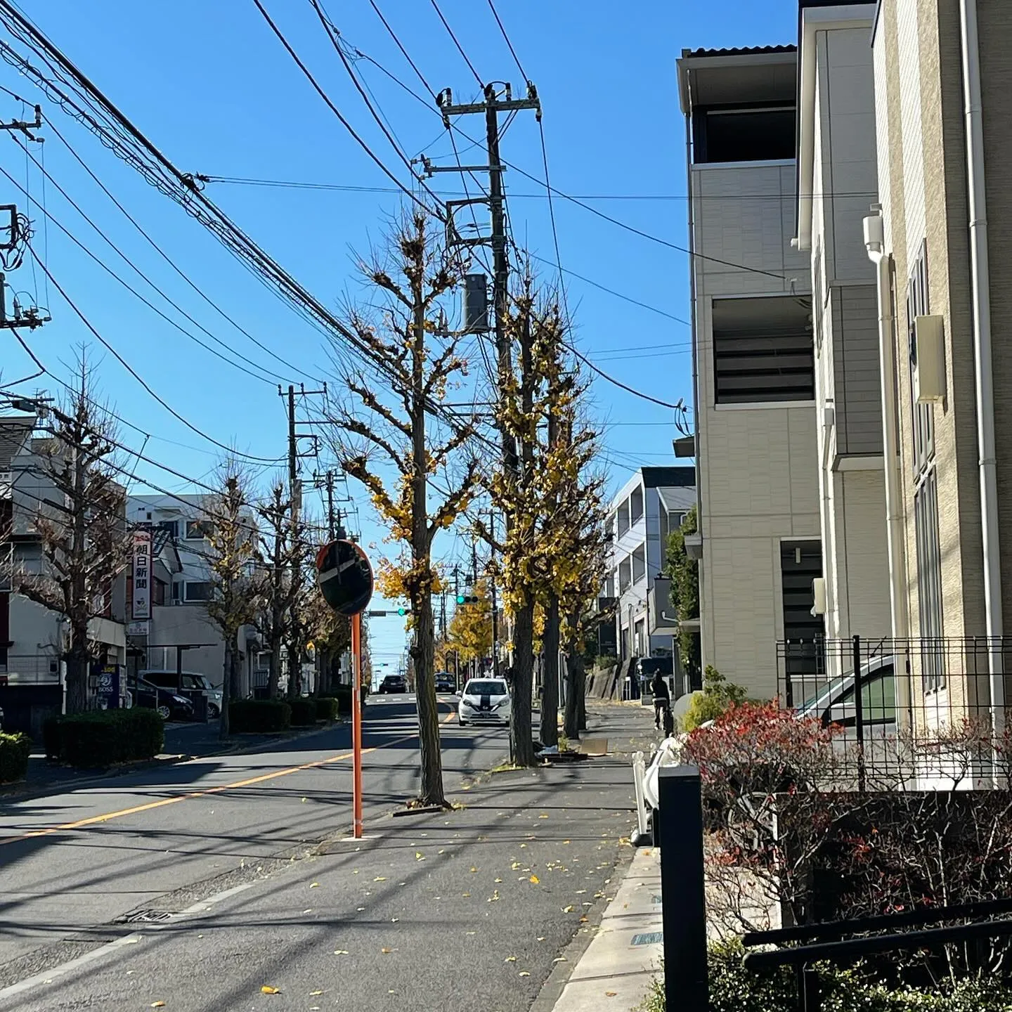 先日の強風で、銀杏の葉が大分落葉してしまいました。