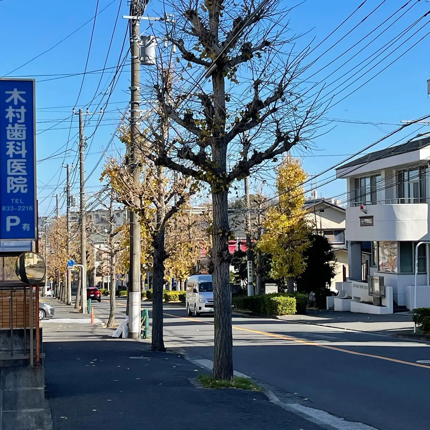 先日の強風で、銀杏の葉が大分落葉してしまいました。