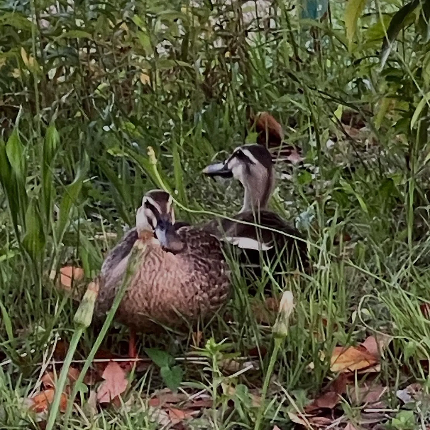 学校での歯科健診の季節がやって来ました。