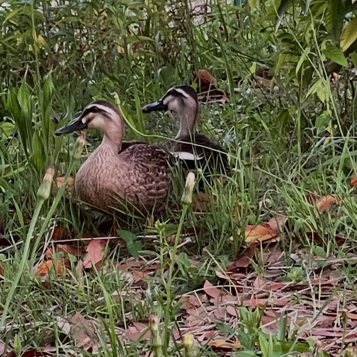 学校での歯科健診の季節がやって来ました。