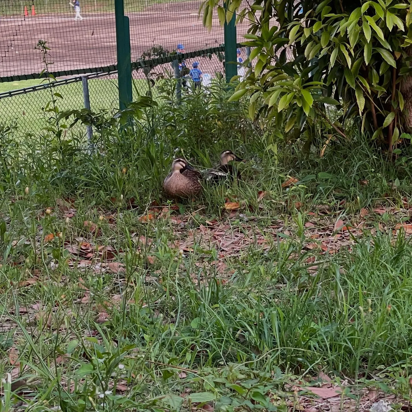 学校での歯科健診の季節がやって来ました。