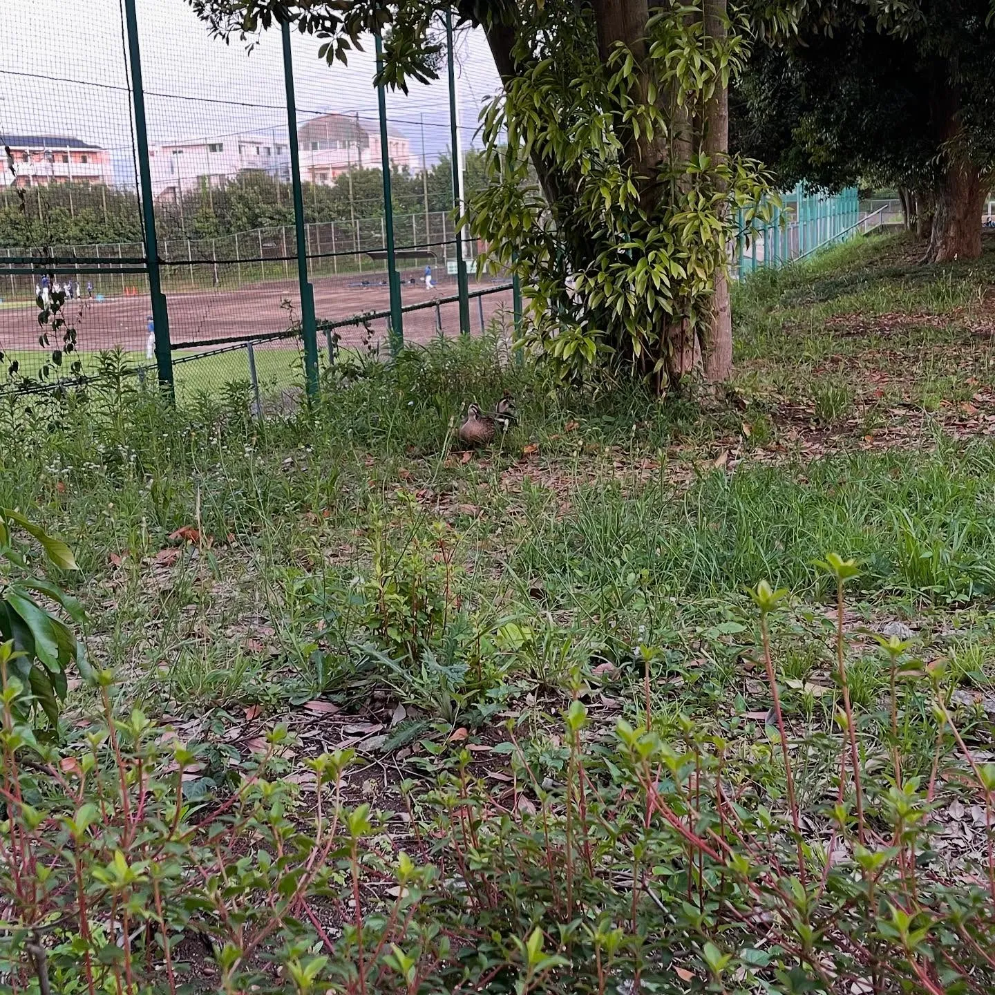 学校での歯科健診の季節がやって来ました。